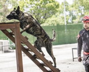 Rescue dog Ego certified for disaster response