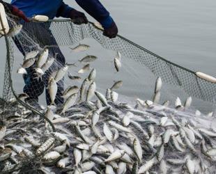 Türkiye targets $3 billion in aquaculture exports by 2028: Minister