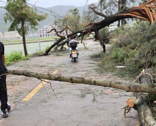 Typhoon makes landfall in China, downgraded to severe tropical storm