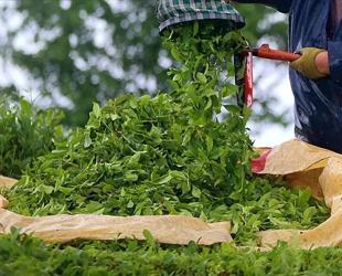 Turkish tea exports exceed $17.5 mln in first half