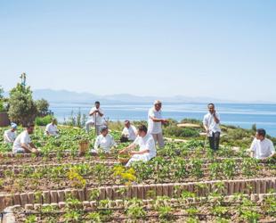 What happens when seafood restaurant decıdes to save sea