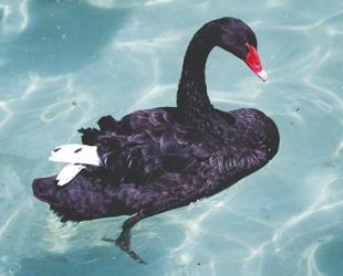 Five cygnets expected as nesting season begins at Kuğulu Park