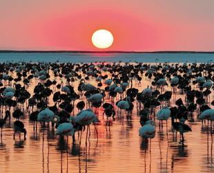Tuz Lake records highest flamingo chick count in 5 years