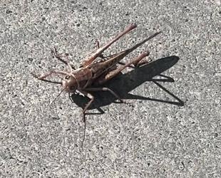 Giant grasshoppers swarm several Istanbul districts