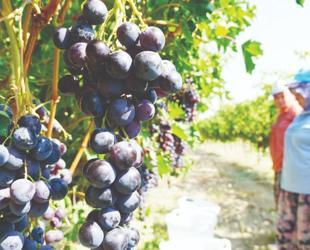 Turkish produce exports hit $2 billion mark in first half