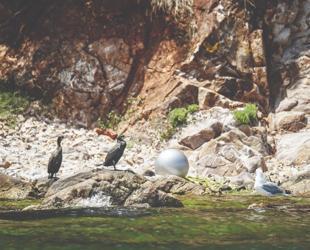 Seagulls mistake styrofoam for food in the Marmara Sea
