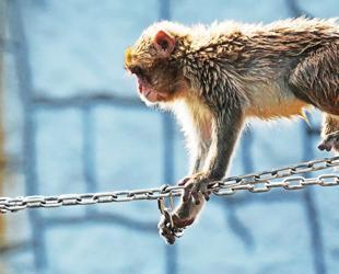 Japan’s monkey sensation Punch celebrates birthday