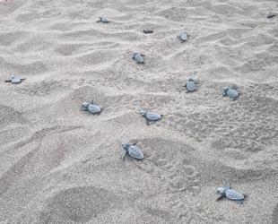 6,000 baby loggerhead turtles reach sea in Muğla
