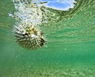 50 million invasive pufferfish blocked from entering ecosystem