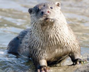 Near-threatened Eurasian otter spotted in Tigris River