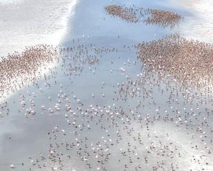 Tuz Lakes flamingos rear young communally