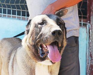 Kangal dogs to compete in beauty contest in native Sivas