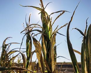 French farmers bracing for smallest corn crop since 1980