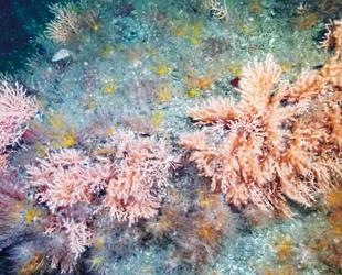Scientist calls for joint action to save Aegean