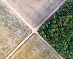 Brazil’s natural areas shrink: Study