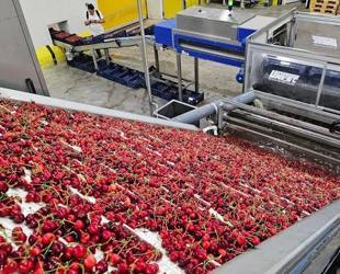 Cherry exports hit $235 mln in seven months
