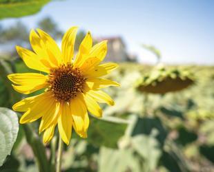 Istanbul sunflower harvest expected to surge 25 percent