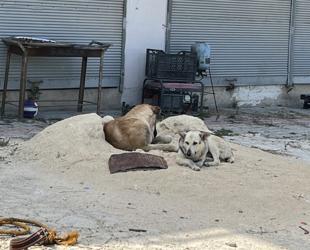 Ministries to deploy inspectors nationwide to monitor stray dog law