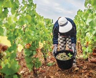 Scorching summer pushes French wine harvest to new historic low