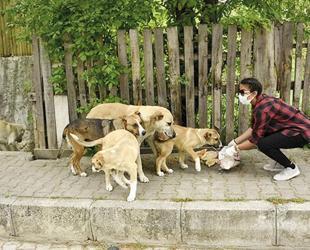 Erzurum bans feeding strays across eastern province