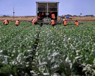 Türkiye launches $5.3 bln farm and food financing plan