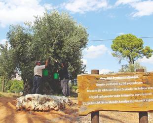 Relocated olive trees yield fruit in Antalya 10 years later