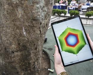 Acoustic tomography to assess hidden decay in Şişli’s century-old trees