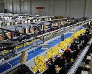 Türkiye’s fresh vegetable exports top $822 million in January-September