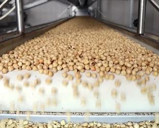 Türkiye’s hazelnut exports exceed $1.9 bln in first nine months