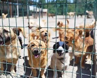 Ege University clears 150 student-cared dogs in unannounced raid