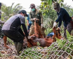 Dozens of orangutans saved from Indonesia blazes
