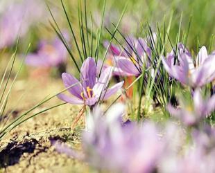 Safranbolu deploys gendarmerie to protect saffron fields as prices soar