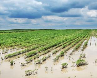 Climate-driven farm losses push agricultural insurance payouts higher in Türkiye