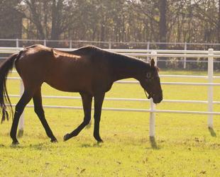Legendary stallion Victory Gallop enjoys retirement in northwestern Türkiye