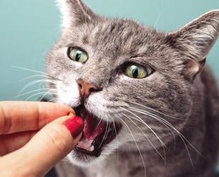 Cats’ well-being linked to owners’ emotional states