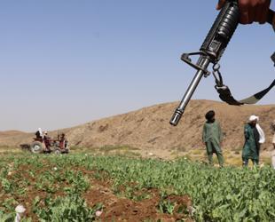 Afghanistan opium poppy cultivation surges despite gov’t ban: UN