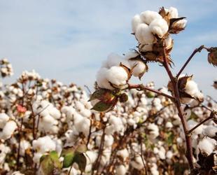 Türkiye’s cotton output squeezed by rising costs