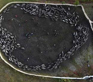 Norwegian reindeer migrate for winter