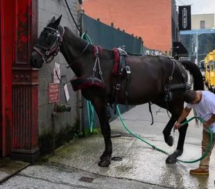 NYC carriage driver charged with cruelty