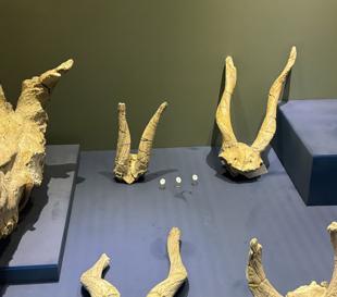 Fossils in Çankırı attracts tourists