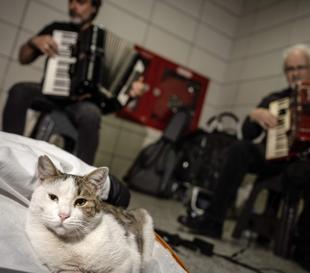 Street cat warms hearts at Sirkeci station