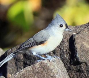 Noisy humans harm birds