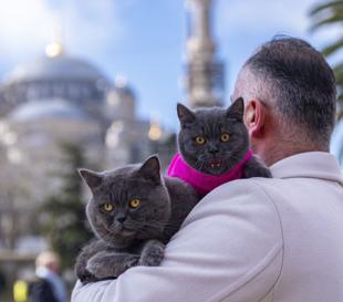 Istanbul’s ‘traveling cat’ joined by kitten