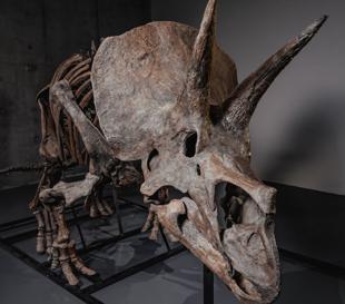 Triceratops skeleton heads to auction