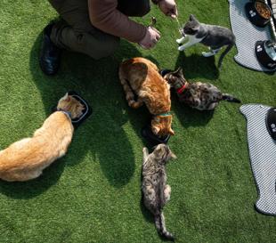 Parliament turns cat-friendly sanctuary