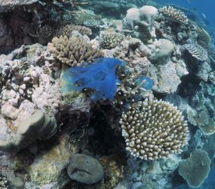 Türkiye launches coral restoration project