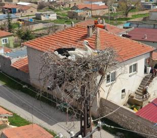 Villagers monitor storks via camera
