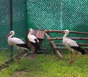 Migratory birds treated at center in Hatay