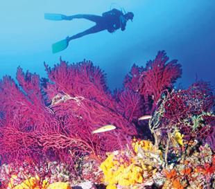 Ayvalık’s rare coral habitats under threat