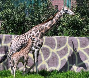 First giraffe born in Türkiye named ‘Çınar’